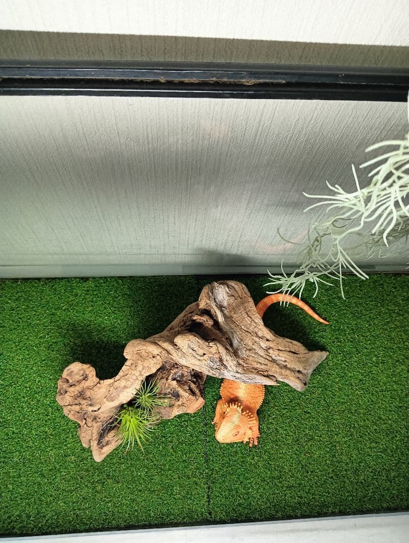 Driftwood 546 - Insect & Reptile Layout Supplies - Pre-Treated - Arch-Shaped Shelter